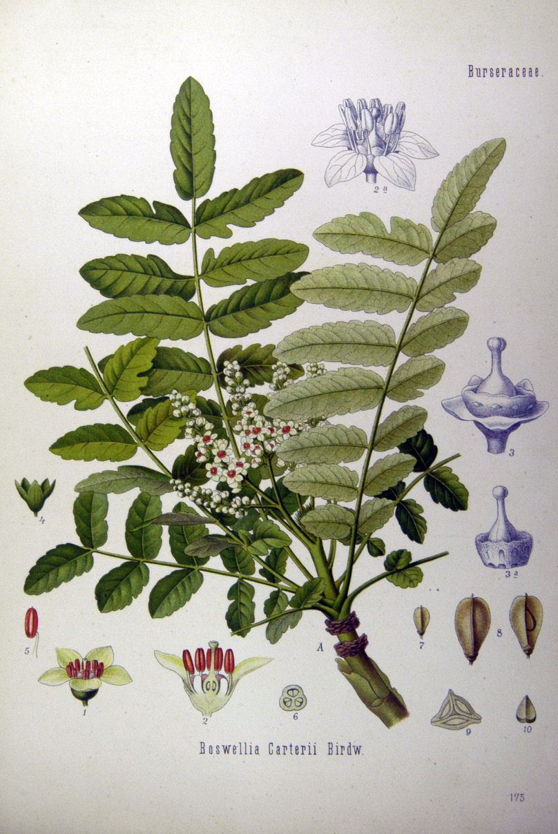 Boswellia carterii